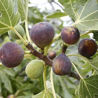 Ficus carica 'Rouge de Bordeaux'