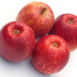 Malus domestica 'Gala' - 