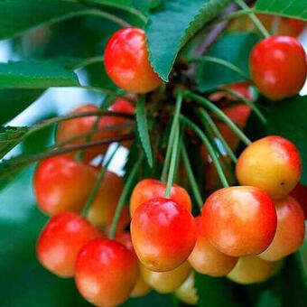 Prunus avium 'Bigarreau Coeur de Pigeon'