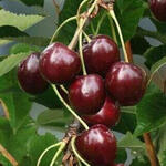 Prunus avium 'Sunburst' - 