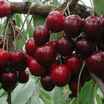 Prunus avium 'Van' - 