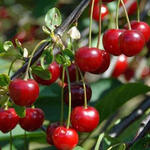 Prunus cerasus 'Morello' - 