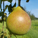 Pyrus communis 'Saint Remy' - 