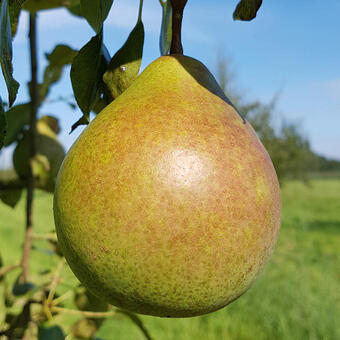 Pyrus communis 'Saint Remy'