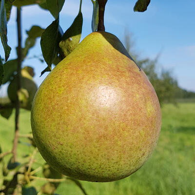 Pyrus communis 'Saint Remy' - Pyrus communis 'Saint Remy'