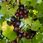 Ribes 'Josta' - Ribes 'Josta'