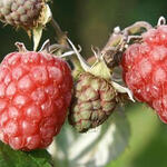 Rubus idaeus 'Zefa Herbsternte' - Rubus idaeus 'Zefa Herbsternte'