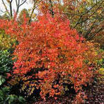 Vaccinium corymbosum 'Goldtraube 71' - 