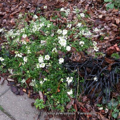 Arabis procurrens 'Variegata' - 