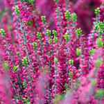 Calluna vulgaris (rood) - Besenheide - Calluna vulgaris (rood)