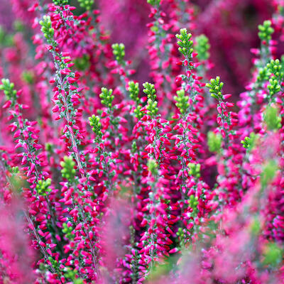 Calluna vulgaris (rood) - Besenheide