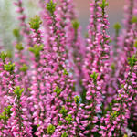 Calluna vulgaris (roze) - Besenheide - Calluna vulgaris (roze)