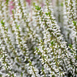 Calluna vulgaris (wit) - Besenheide