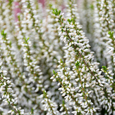 Calluna vulgaris (wit) - Besenheide