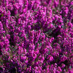 Erica carnea (rood) - Erica herbacea