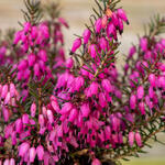 Erica carnea (roze) - Erica herbacea