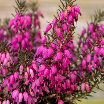 Erica carnea (roze)