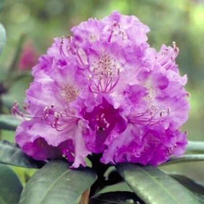 Rhododendron 'Alfred' - Rhododendron 'Alfred'