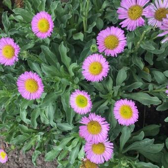 Erigeron glaucus 'Sea Breeze'