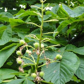 Aesculus hippocastanum