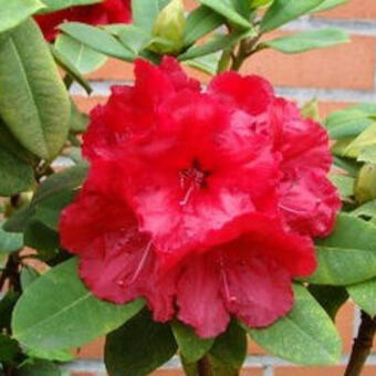 Rhododendron 'Red Jack'