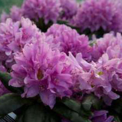 Rhododendron 'Rocket' - Rhododendron 'Rocket'