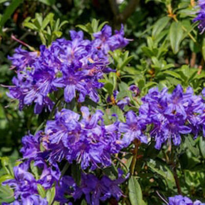 Veilchenblauer Rhododendron - Rhododendron impeditum