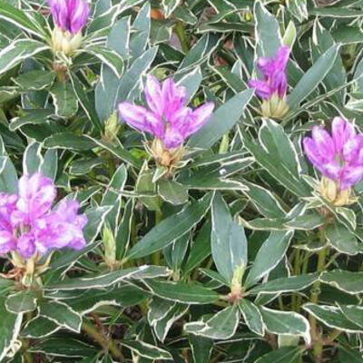 Rhododendron ponticum 'Variegatum'