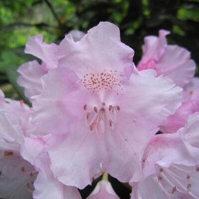 Rhododendron yakushimanum 'Silberwolke'