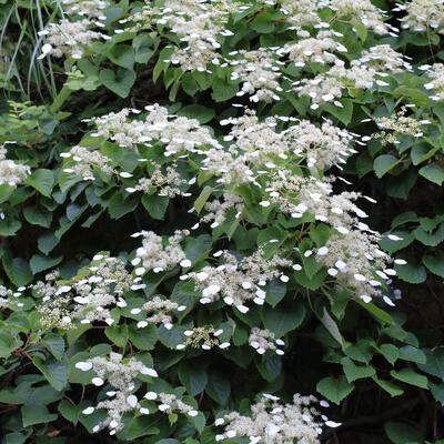 HYDRANGEA DU JAPON , FAUX HORTENSIA - Schizophragma hydrangeoides