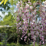 Wisteria floribunda 'Honbeni' - 