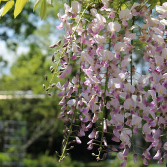 Wisteria floribunda 'Honbeni'