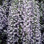 Wisteria floribunda 'Multijuga' - 