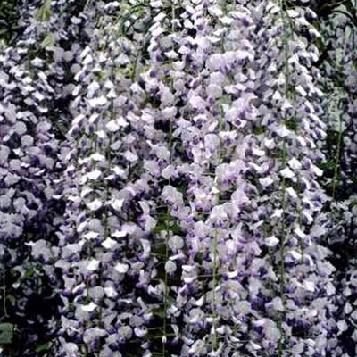 Wisteria floribunda 'Multijuga' - Wisteria floribunda 'Multijuga'