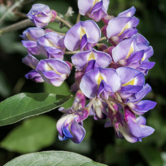 Wisteria macrostachya 'Blue Moon'