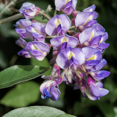 Wisteria macrostachya 'Blue Moon' - 