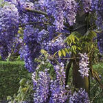 Wisteria sinensis 'Boskoop' - 