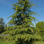 Cedrus deodara - CÈDRE  DE L'HIMALAYA