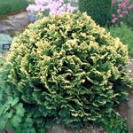 Chamaecyparis lawsoniana 'Pygmaea Argentea' - 