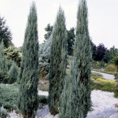 Juniperus  scopulorum 'Blue Arrow' 