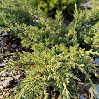 Juniperus horizontalis 'Prince of Wales'