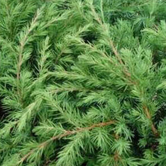 Juniperus rigida subsp. conferta 'Blue Pacific'