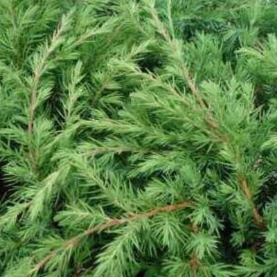 Juniperus rigida subsp. conferta 'Blue Pacific'