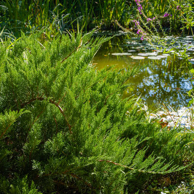 Juniperus sabina 'Tamariscifolia