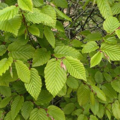 Charme commun - Carpinus betulus