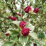 Hibiscus syriacus 'Purpureus Variegatus' - 