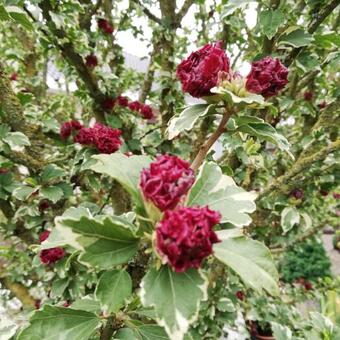 Hibiscus syriacus 'Purpureus Variegatus'