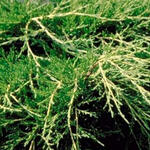 Juniperus x pfitzeriana 'Old Gold' - 