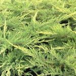 Juniperus x pfitzeriana 'Pfitzeriana Aurea´ - 