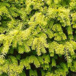 Taxus baccata 'Semperaurea' - 